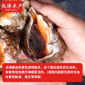 鲜活海螺 净重2斤 3-4只/斤 鲜活到家 生鲜海鲜 源头直发
