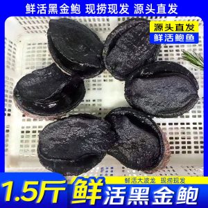 鲜活澳大利亚黑金鲍鱼 净重750g/只 生鲜特大贝类 包活 源头直发