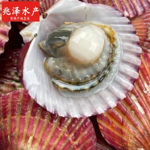 【时令上新】鲜活小红贝 净重3斤 10-12只/斤 保鲜不保活源头直发